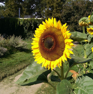 My neighbor's sunflower