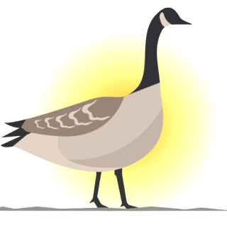 Canada Goose