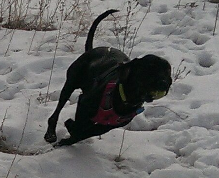 Dottie running full speed at Cherry Creek State Off leash park