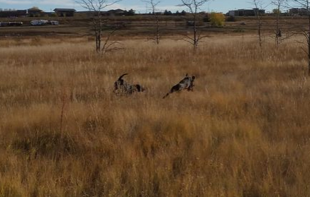 Cassie and Dottie running through the grass 20151101_074046