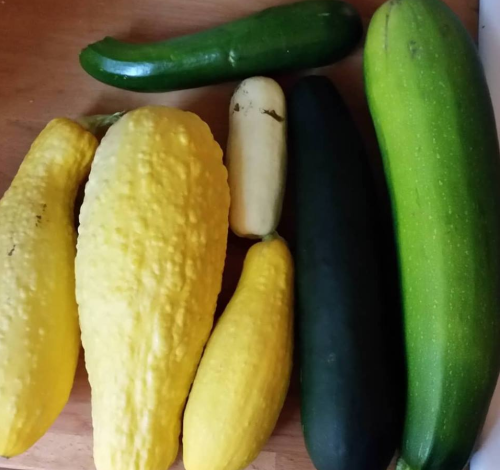 Zucchini overwhelm Zucchini overwhelm