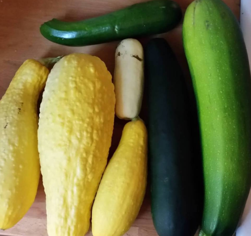 Zucchini overwhelm